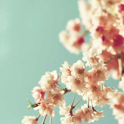 Cherry blossoms on mint